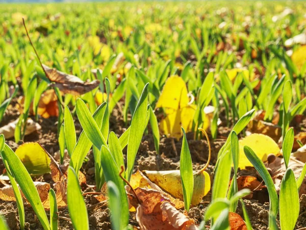 Ladang Jagung Hijau Dalam Beberapa Bulan Terakhir Latar Belakang Pertanian — Stok Foto