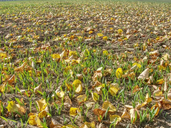 Green corn field within fall months. Agriculture background. Rows of green corn seedlings at fall season