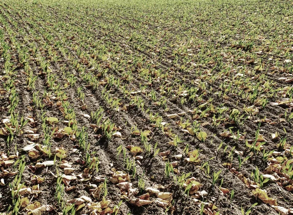 Field in autumn. Leaves fallen in rows of young corn plants in endless field.  Fall season in countryside.