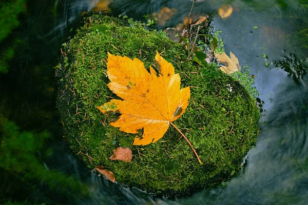 Autumn river. Death yellow maple leaf on mossy stone in cold water of mountain river, first autumn leaves