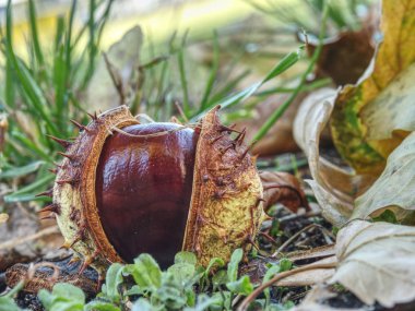 Sonbahar yaprakları ve yeşil çimen, çok düşük ayak bileği görünümü içinde kestane. Kabuğu içinde taze somun ile kırık açık.