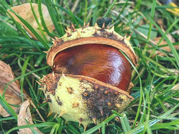 Vers Gevallen Kastanjes Verborgen Gras Symbool Van Herfst Kastanjes Het — Stockfoto