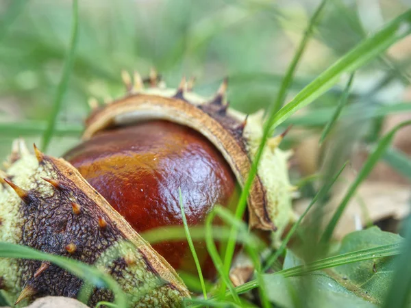 Nice Fresh Chestnut Found Grass Symbol Beginning Autumn — Stock Photo, Image