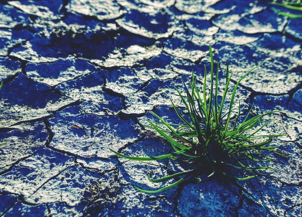 Ground Drought Soil Texture Dry Mud Green Plant Sprouts Arid — Stock Photo, Image