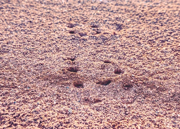 Footprint of traditional soccer cleats shoe cleats in dry red clay of court. Deep detail of sport football shoes footprint in a tennis court.