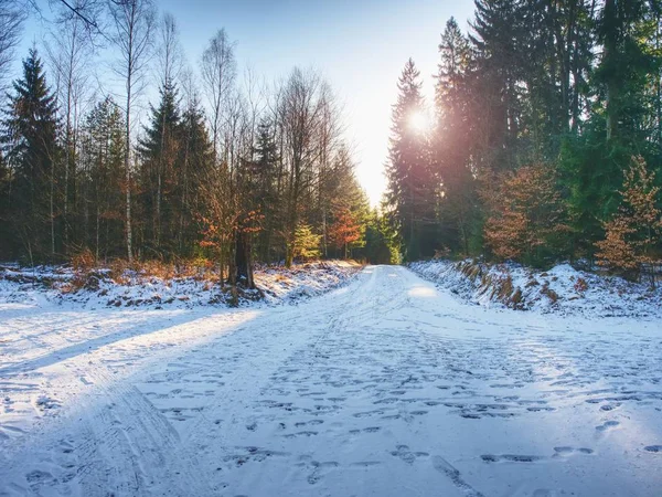 Calea Înzăpezită Care Duce Printre Fag Pădurea Iarnă Timpurie Pulbere — Fotografie, imagine de stoc