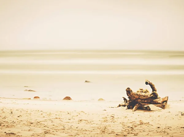 Παλιό Κορμό Δέντρου Που Ξεβράστηκε Από Θάλασσα Άδειο Παραλία Άμμο — Φωτογραφία Αρχείου
