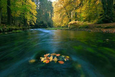 Sonbahar bir ormanda küçük nehirde. Su yapraklarda. 