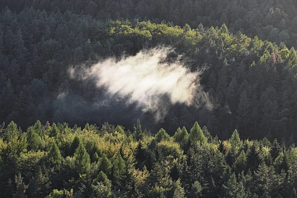 Montagne Boisée Dans Brouillard Basse Vallée Avec Des Silhouettes Conifères — Photo