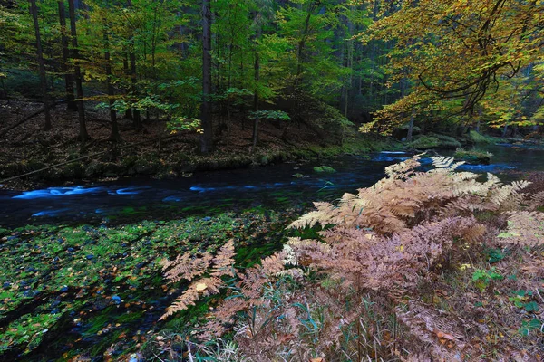 Derin Sonbahar Ormandaki Nehir Dağ Renkli Sis Nehri Kıyısında Ağaçlar — Stok fotoğraf