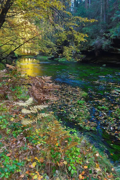 秋の森の小さな川 水の葉 — ストック写真