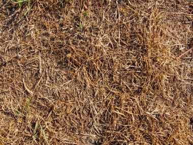 Herhangi bir yağmur olmadan aşırı sıcak yaz. Çayır çimenlerde yanmış. Kuru kırık dünya arka plan. 