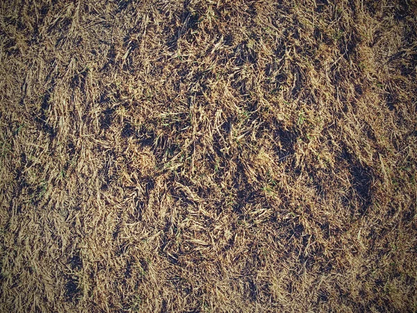 Sun Burnt Green Stalks Dry Grass Extreme Hot Summer Dryness — Stock Photo, Image