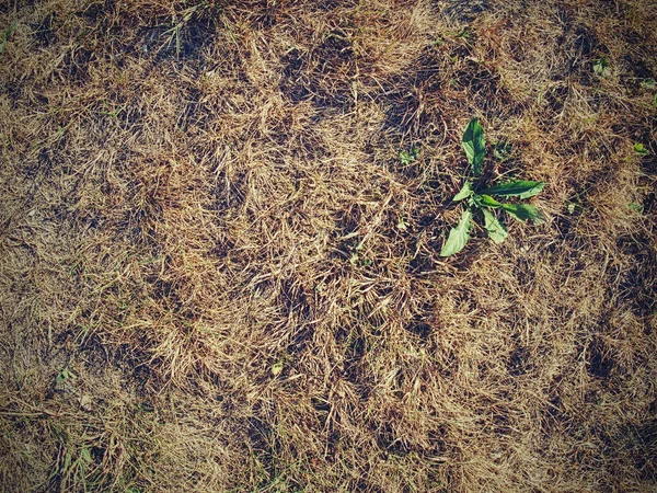 Extreme Trockenheit Trockenes Braunes Totes Gras Konzept Des Lebenszyklus — Stockfoto