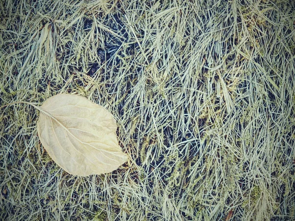 Umweltdürre Trockenes Gras Auf Der Weide Führt Extremer Trockenheit Menschlicher — Stockfoto