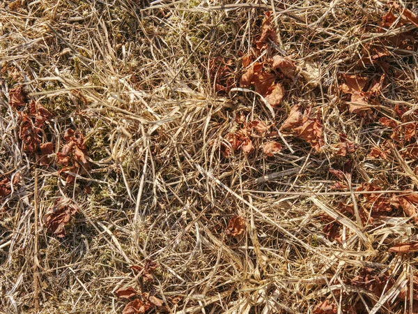茶色の草のテクスチャは 極度な乾燥で乾燥させます 暑い夏に乾いた草の茎 — ストック写真