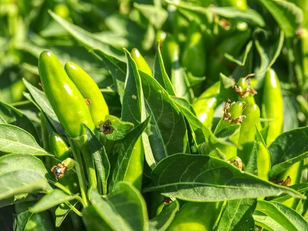 Kuuma Vihreä Paprika Kasvi Istutettu Yhdessä Chili Puutarha — kuvapankkivalokuva