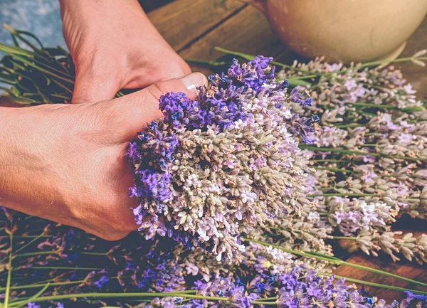 Lavanta bir buket toplama. Taze lavanta bir buket tutan kız el. Renklendirme mor