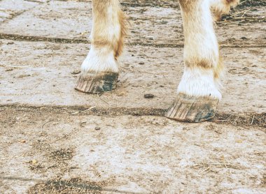 At ayakkabısız ayak. At çayır üzerinde canlı olmadan yalınayak tüm yıl olabilir.