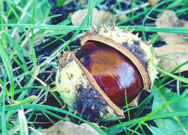 Hästkastanj Stilleben Falen Kastanj Gömd Grönt Gräs — Stockfoto