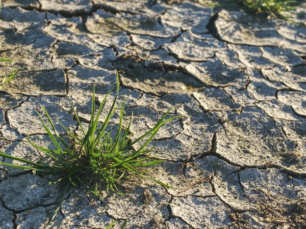 Plant Dried Cracked Mud Desert Poor Plant Dry Grass Turf — Stock Photo, Image