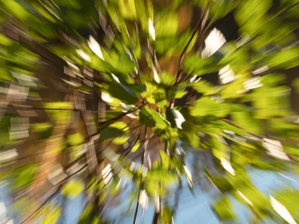 Fundo Queda Folhas Coloridas Parque Todos Lugares Árvores Cobertas Por — Fotografia de Stock