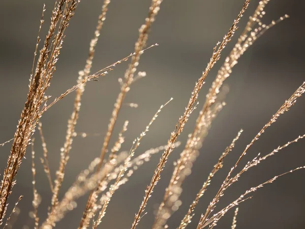 Shinning Trawy Długie Rozmowy Brzegu Jeziora Naturalne Podłoże Jesień — Zdjęcie stockowe