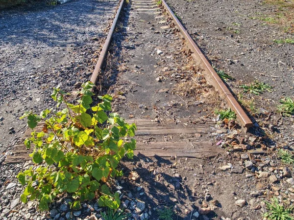古いさびたレール廃駅 さびた鉄道鉄道詳細 レール間の花こう岩の石します — ストック写真