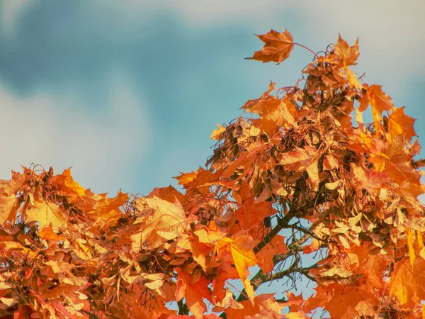 Folhas Maple Outonal Cacro Penas Vermelho Escuro Céu Azul Brilhante — Fotografia de Stock