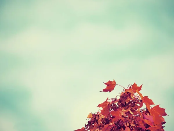 Bela Vista Outono Maple Vermelho Amarelo Cores Alaranjadas Folhas Contra — Fotografia de Stock