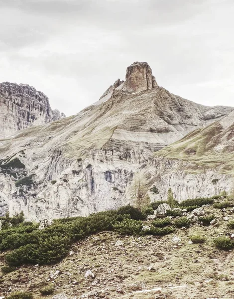 Çayırda Ilk Alp Çiçek Çiçek Açmış Başlangıç Bahar Alp Dağları — Stok fotoğraf