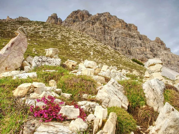 Först Våren Vackra Blommande Sextener Dolomiten Bergen Visa Italienska Alperna — Stockfoto