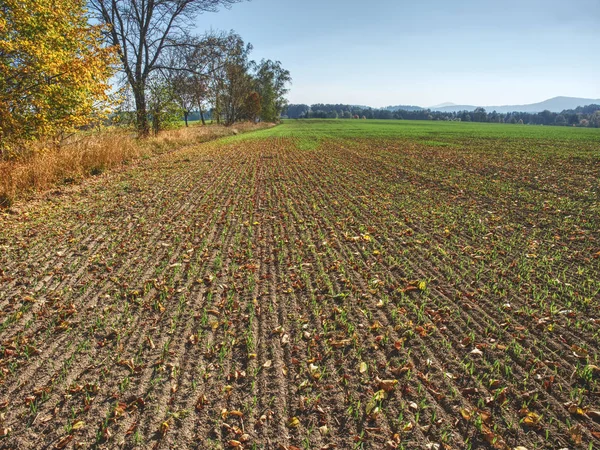 Green corn field within fall months. Agriculture background. Rows of green corn seedlings at fall season