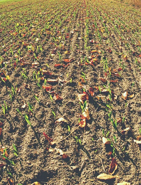 Dedaunan Jeruk Cerah Musim Gugur Samping Ladang Gandum Hijau Muda — Stok Foto