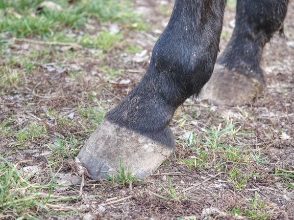 Detalj Oskodd Häst Hov Häst Hov Utan Hästsko Som Närbild — Stockfoto