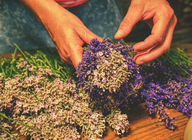 Eller kadın lavanta çiçekleri makas ve dize ile bağlama. Lavanta bir buket toplama.