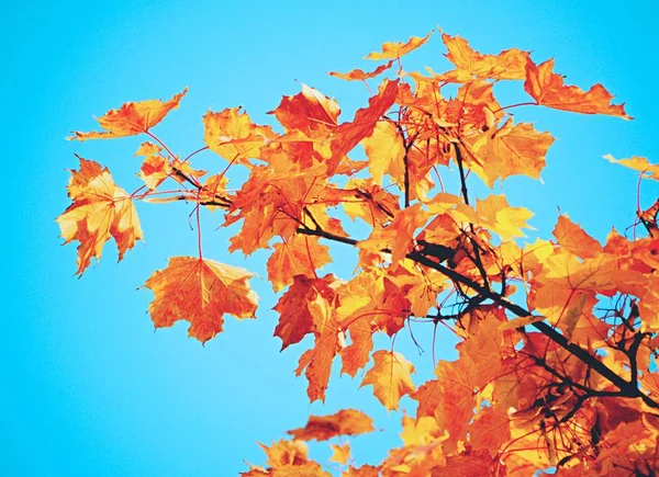 Folhas Maple Outonal Cacro Penas Vermelho Escuro Céu Azul Brilhante — Fotografia de Stock