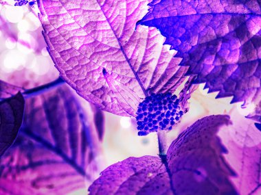 Mavi ortanca kapalı çiçeği. HORTENSIA çiçek yüzey. Makro fotoğraf, alan derinliği izleyin. Hipster filtre. 