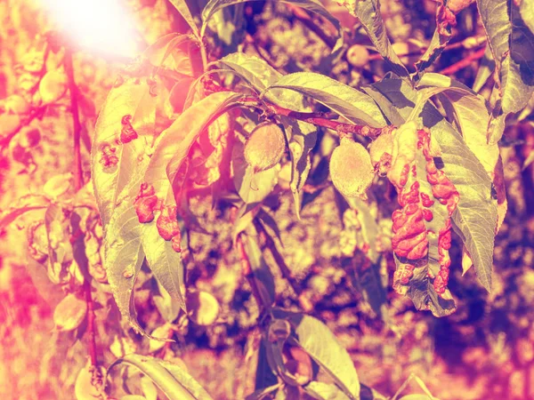 Peach Leaves Leaf Curl Taphrina Deformans Disease Branch Peach Defected — Stock Photo, Image