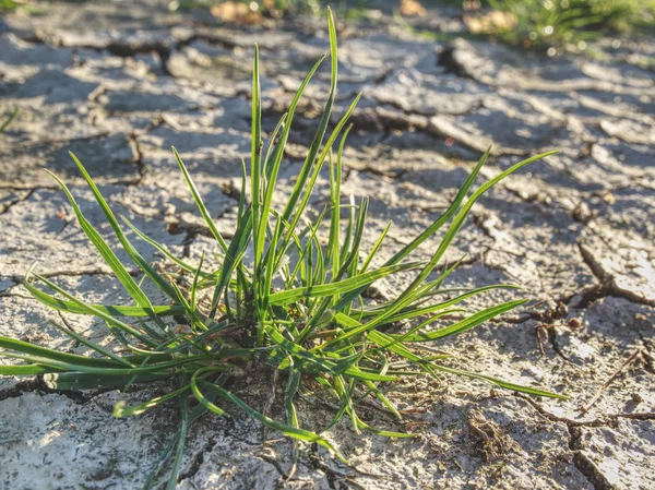 Brown Parched Land Cracks Due Dry Climate Dry Grass Turf — Stock Photo, Image