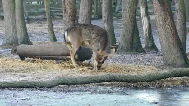 Les Daims Aperçus Enclos Fouillent Les Feuilles Tombantes Automne Recherchent — Video