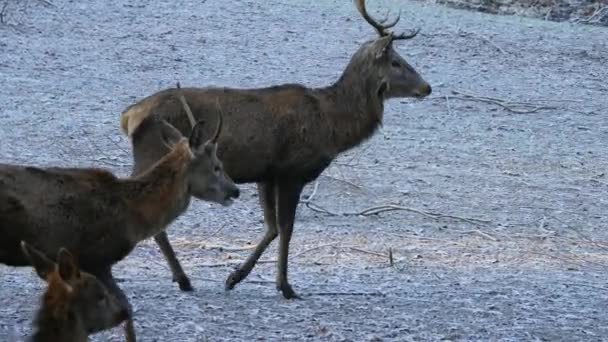 Cerf rouge robuste pendant l'ornière de cerf dans l'habitat naturel en République tchèque. froid matin d'automne 