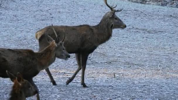 Sturdy Red Deer Deer Rut Nature Habitat Czech Republic Cold — Stock Video