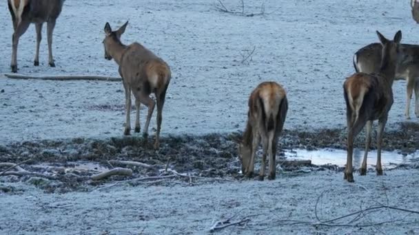 Sturdy Red Deer Deer Rut Nature Habitat Czech Republic Cold — Stock Video