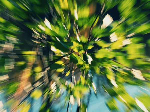 Herbstlaub Herbst Verschwimmen Hintergrund Blick Unter Baum Durch Äste — Stockfoto