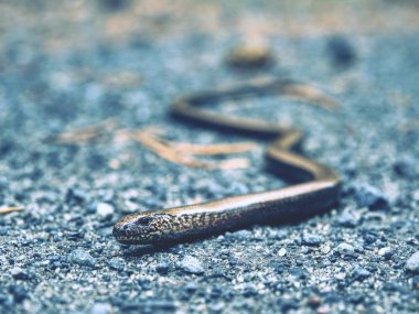 Solucan yavaş veya kör solucan (Anguis fragilis) detay. Yavaş solucan kertenkele genellikle yılan için yanlış. Onun besindir genellikle zararlı böcekler. 