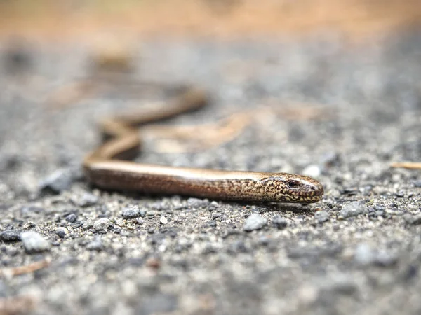 Slow Worm or Blind Worm (Anguis fragilis) detail. Slow Worm lizard often mistaken for snakes. His food is generally pest insects.