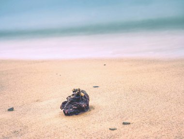 Köpüklü dalgalar ahşap Şubesi ile kum plajındaki sıçramasına için kullanılan uzun pozlama etkisi