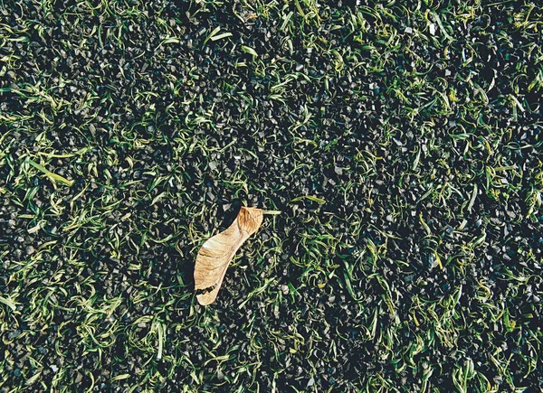 Yellow Leaves Fallen Green Football Soccer Grass Field End Season — Stock Photo, Image