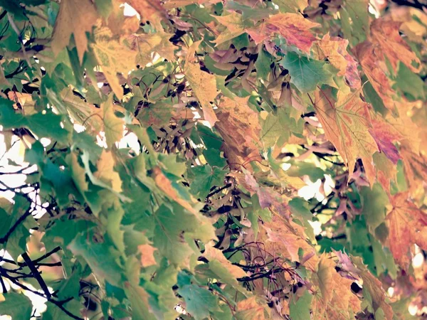 Liście Klonu Jesienny Ciemny Czerwony Acer Pierzaste Jasne Błękitne Niebo — Zdjęcie stockowe